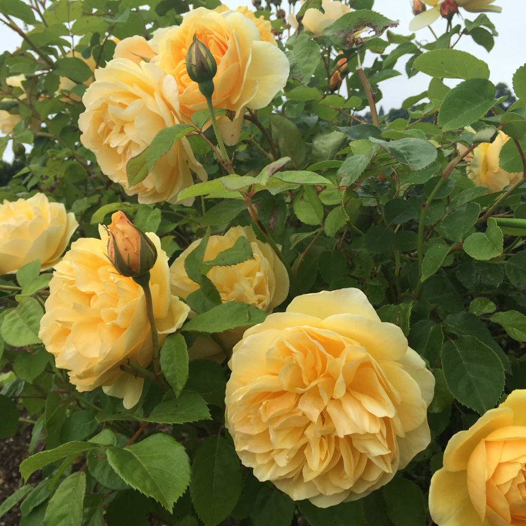 Rock Dust and Roses Planting Tips for Healthy, Beautiful Blooms