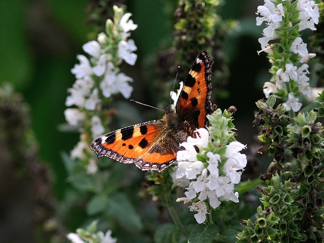 Butterfly Pollinator