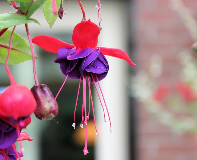 Fuchsia