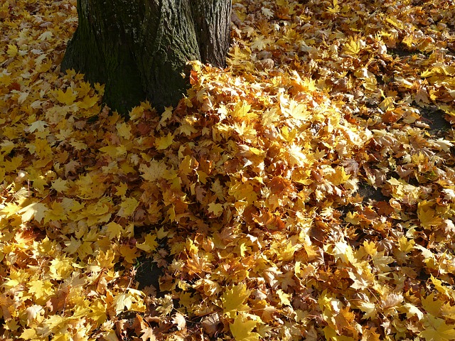 Leaf Pile