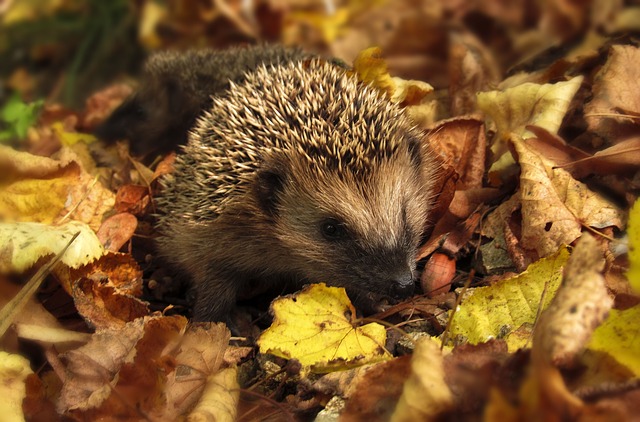 Garden Wildlife