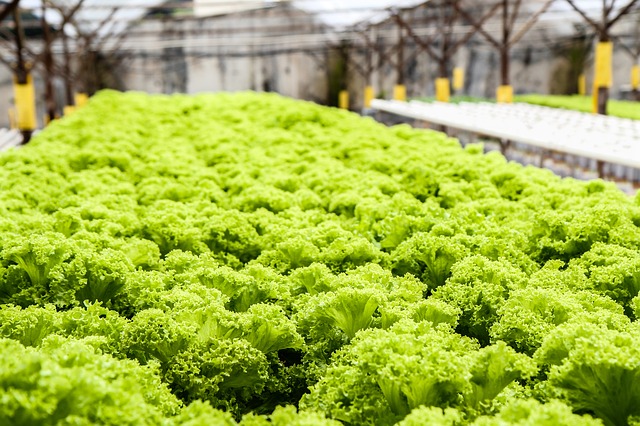 Hydroponic Systems Rock Dust Cascade Minerals