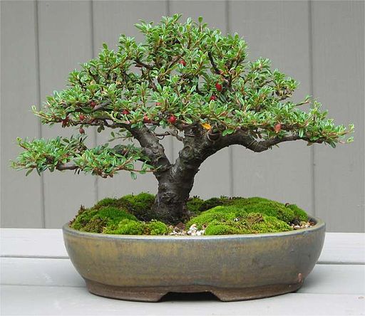 Comparing Trees In Nature To Bonsai And Why It Could Be Harmful.