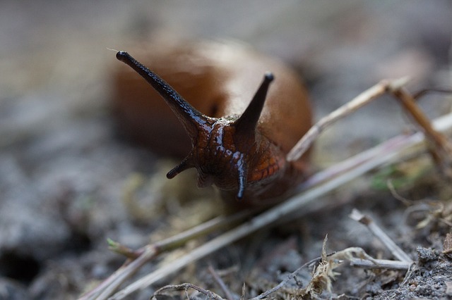 Slug Management