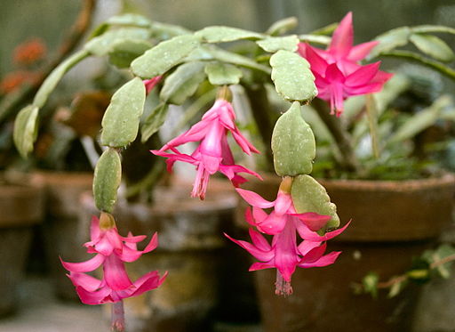 Christmas Cactus