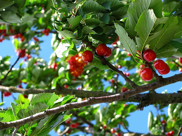 Cherry Trees