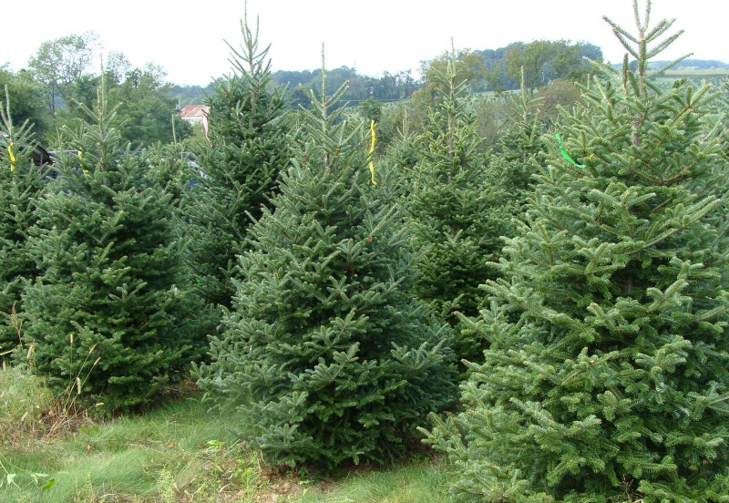 Oregon Christmas Tree Farm