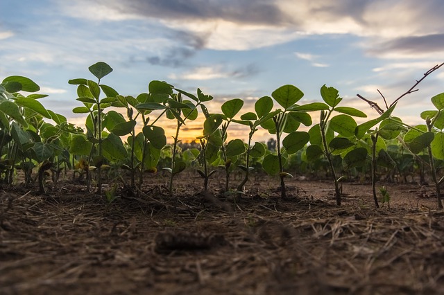 Cover Crop