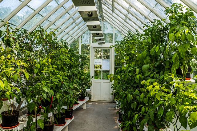 Greenhouse